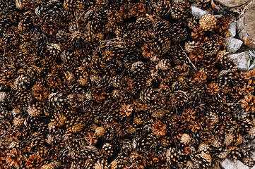 ackground, texture of brown spruce cones of a coniferous tree close-up. Photo of nature, top view.