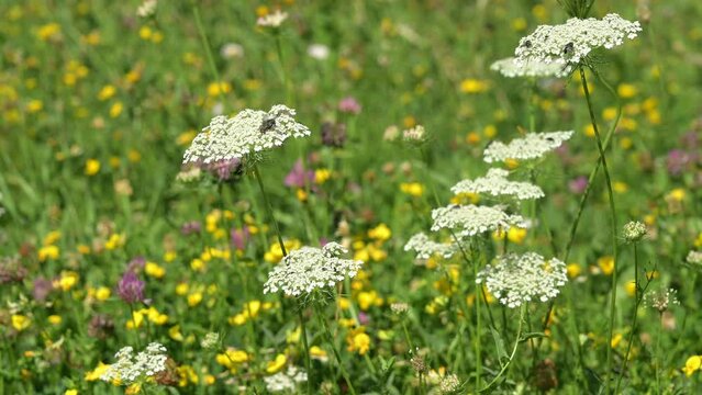 Insects on flowers. Real time of bugs flying in prairie. Sarcophaga bullata on daucus carota. Grey flesh fly on wild carrot. Bird's nest. Bishop's lace. Queen Anne lace.