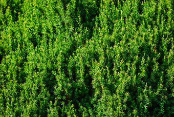 Background, texture of a green, evergreen plant of yew needles close-up in the garden. Photography...