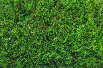 Beautiful background, texture of an evergreen, green thuja plant. Photography of nature.
