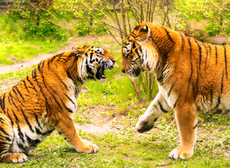Bengal tiger. Chinese New Year 2022 simbol. Beautiful bengal tigers at zoo.