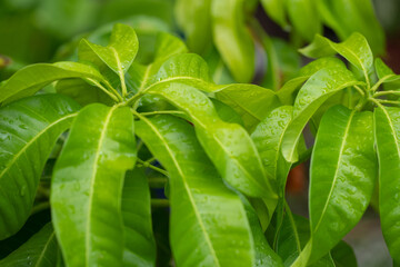 mango tree leaves #2