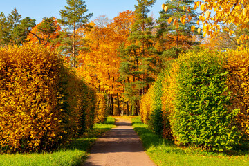 Golden fall in Alexander park, Tsarskoe Selo (Pushkin), Saint Petersburg, Russia