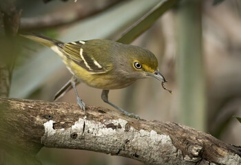 A white-eyed vireo feeding on a caterpillar worm 