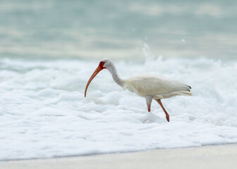 A white ibis feeds in the evening surf in the gulf of mexio on a florida beach. 