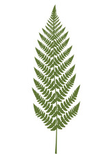 Vector hand drawn illustration of tropical fern leaf isolated on white. Mystical plant concept. Decorative element for design