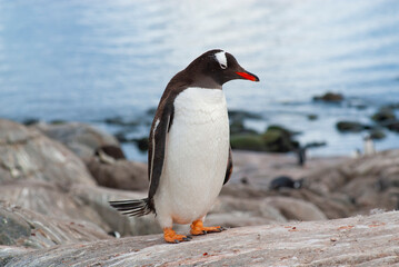 Fototapeta premium Gentoo Penguin, Pygoscelis papua, Antartica.