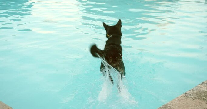 Happy dog jumping in swimming pool playing game fetching toy ball. Black shepherd dog playfully enjoying summer cute furry canine having fun splashing. High quality 4k footage