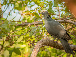 A white-crowned pigeon perched in the tropical tree canopy in the Florida Keys. 
