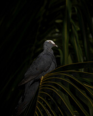 A white-crowned pigeon perched on a palm frond 