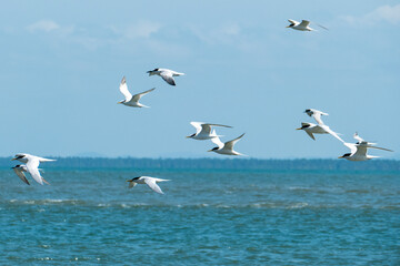 Fototapeta na wymiar Flying seabirds. The roseate tern Sterna dougallii is a tern in the family Laridae. Boipeba, State of Bahia, Brazil.