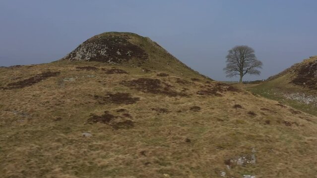 Hadrian wall in North England Aerial view from drone UK 4K with famous tree.