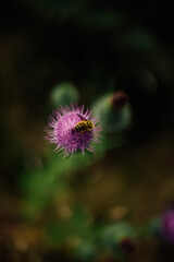 purple spear thistle with bumble bee