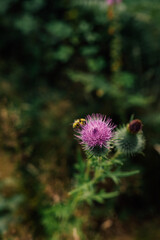 purple spear thistle with bumble bee