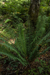 Naklejka na ściany i meble Western Sword Fern in Pacific Northwest forest