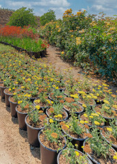Vertical White puffy clouds Organized potted plants with flowers along the dirt path