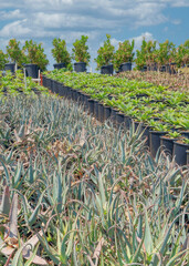 Vertical White puffy clouds Aloe plants with purple margins on the foliage in the middle of