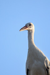 European White stork  Ciconia Ciconia is the symbol of bird migration