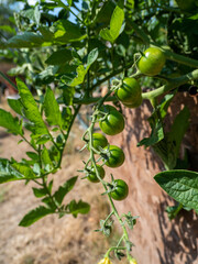 Green young tomatoes on a bush. Small green tomatoes.