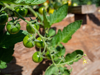 Green young tomatoes on a bush. Small green tomatoes.
