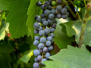 Grape. Grapes in the garden.Ripe grapes.
