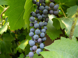 Grape. Grapes in the garden.Ripe grapes.
