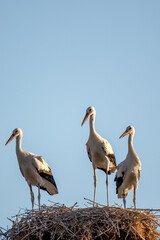 European White stork  Ciconia Ciconia is the symbol of bird migration