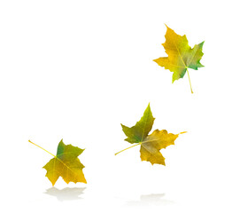 Autumn maple leaves isolated on white background. Collection of multicolored flying dry leaves