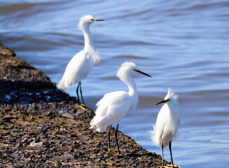 Beautiful Snowy egret on the banks of the river in Tramandaí in Rio Grande do Sul, Brazil.