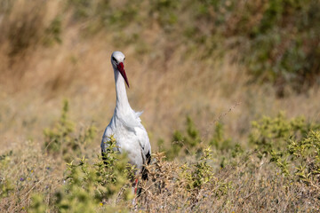 European White stork  Ciconia Ciconia is the symbol of bird migration