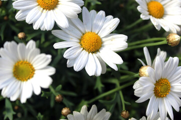 Daisies in a Garden
