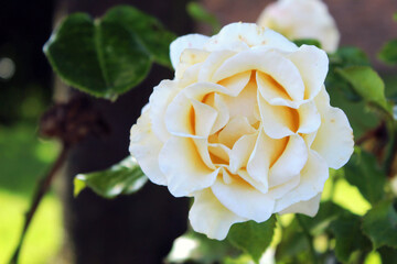 White Rose