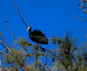 Bare-faced ibis found in Lago do Braço Morto in Imbé in Rio Grande do Sul, Brazil.	