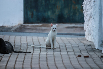 White Cat on a street