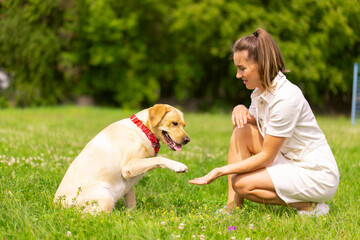 dog labrabod gives a paw to a girl, dog training concept