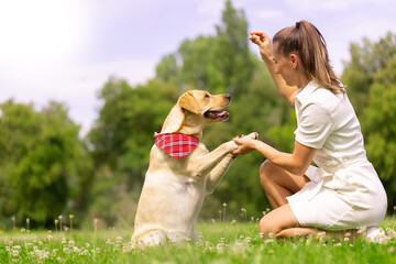 dog labrabod gives a paw to a girl, dog training concept © st.kolesnikov