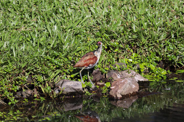 Photograph of a beautiful  bird, found in Lago do Braço Morto in Imbé in Rio Grande do Sul, Brazil.