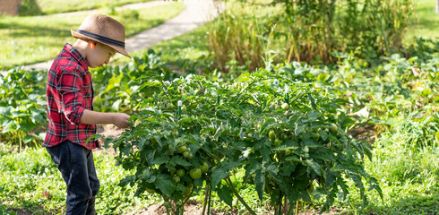 person cutting grass