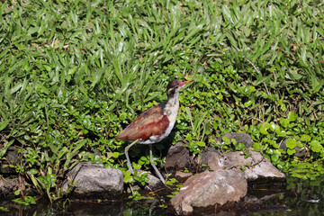 Naklejka premium Photograph of a beautiful bird, found in Lago do Braço Morto in Imbé in Rio Grande do Sul, Brazil.