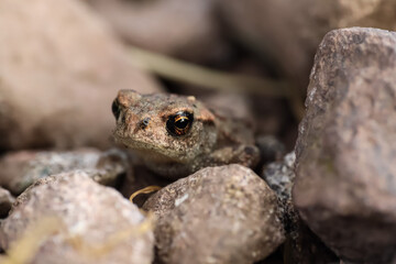 A small frog posing on a rocky road