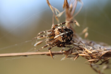Macro photo of a small spider in a clearing.