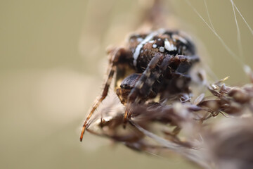 Macro photo of a small spider in a clearing.