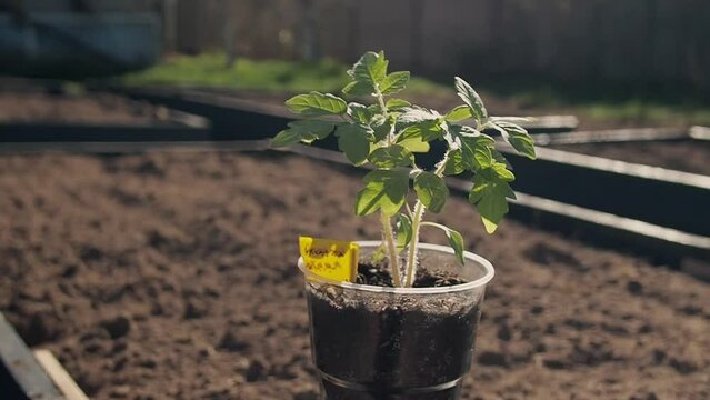 tomato seedlings in upcycled plastic containers on the ground bed ready to transplantation in sunset light with copy space. Organic farming and gardening concept close up 