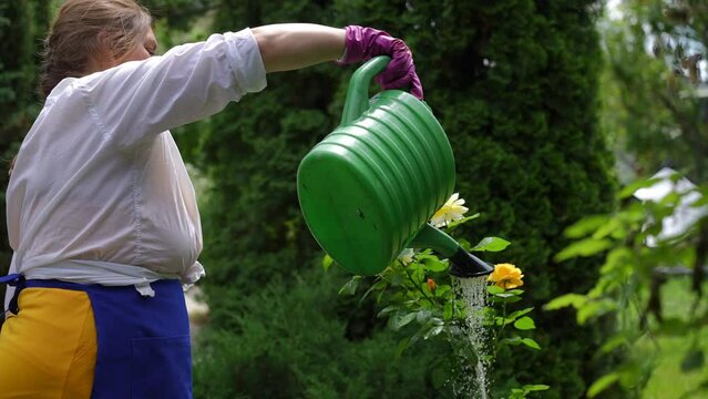 Side view beautiful plus-size woman watering flowers smelling yellow rose petals in slow motion in sunshine. Happy Caucasian gardener pouring water on plants in summer garden outdoors