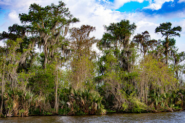 Spanish Moss Hangs from Trees Lining the Swamp in the Bayou outside of Lafitte, Louisiana, USA