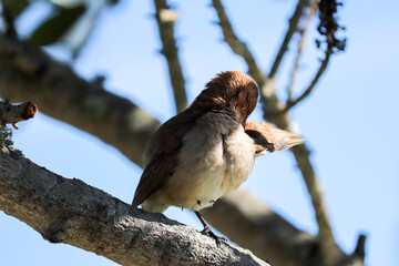 Photograph of a beautiful Rufous hornero, found in Lago da Fonte in Imbé in Rio Grande do Sul, Brazil.