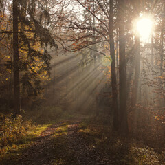 Fototapeta premium misty morning in the forest