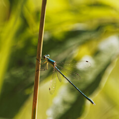 blue dragonfly on a branch
