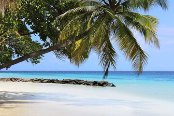Maldives island tropical beach palm coconut paradise blue turquoise water white sand summer holiday