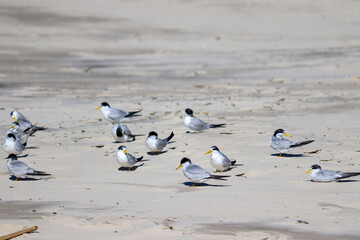 The beauty of Yellow-billed tern found in Barra de Tramandaí in Rio Grande do Sul, Brazil.	